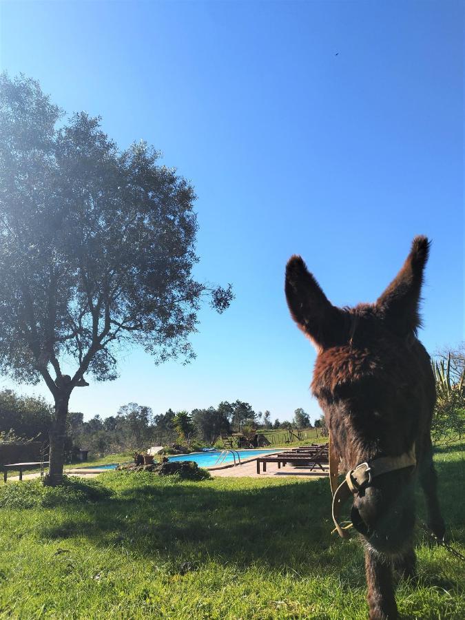 São Teotónio Monte Da Choca 게스트하우스 외부 사진